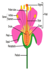 Parts of a flower -clipart
